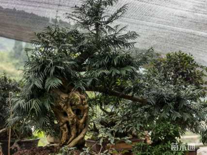 高度60厘米穗花杉