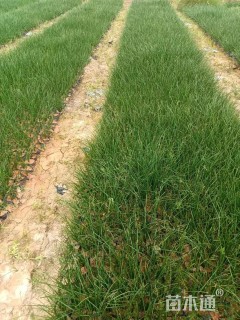 高度20厘米葱兰