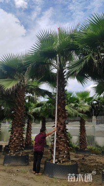 裸干高250厘米华棕