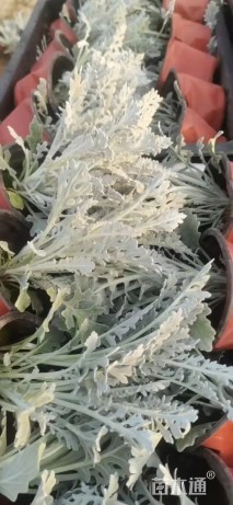 高度25厘米银叶菊
