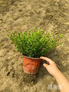 高度40厘米满天星