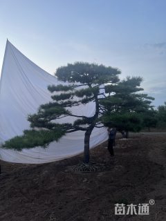 20公分造型松