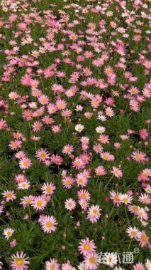 高度10厘米玛格丽特花