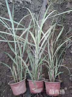 高度80厘米花叶芒