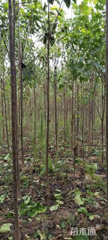 高度350厘米芫花