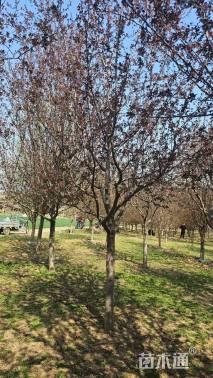 高度300厘米珠穆朗玛海棠