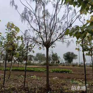 12公分梓树