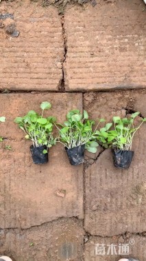 高度30厘米大吴风草