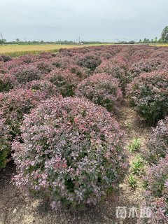 冠幅80厘米紫叶小檗球