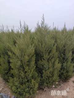 高度200厘米蜀桧