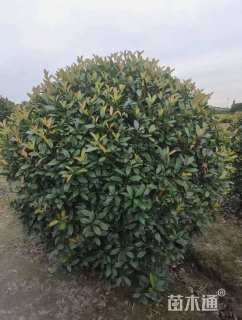 冠幅60厘米红叶石楠球