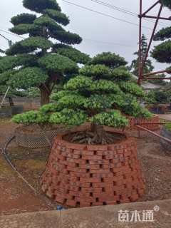 容器苗造型罗汉松