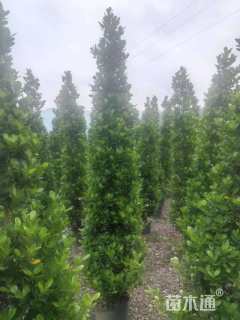 高度2500厘米火山榕