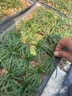 高度15厘米玉龙草