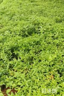 高度25厘米千屈菜