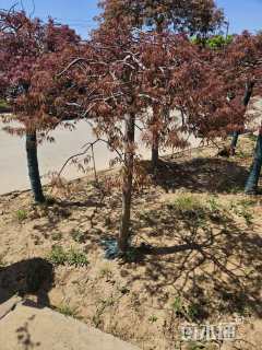 高度150厘米羽毛枫