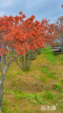 高度200厘米映山红