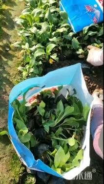 高度30厘米玉簪