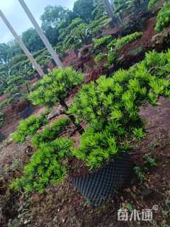 高度100厘米刺柏