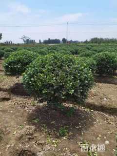 冠幅80厘米无刺枸骨球