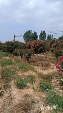 高度250厘米丛生紫薇