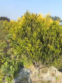 冠幅80厘米瓜子黄杨球