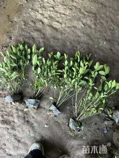 高度40厘米大叶栀子