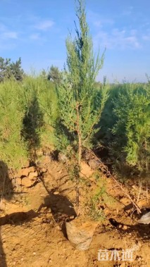 高度100厘米侧柏