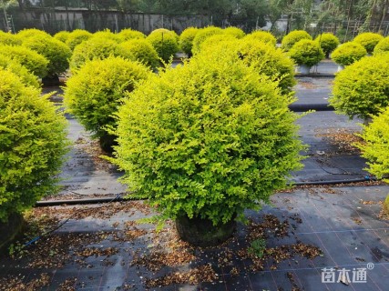 冠幅100厘米亮晶女贞球