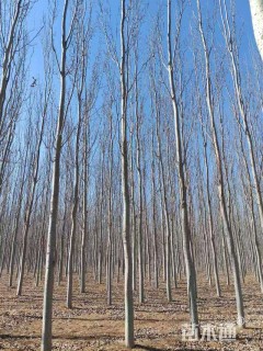 8公分窄冠毛白杨