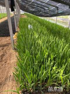 高度45厘米火星花