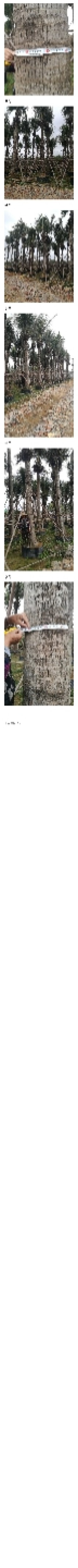 裸干高700厘米椰子树