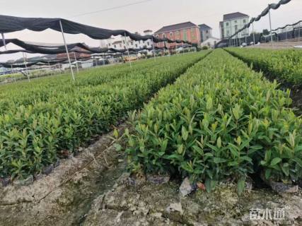 高度30厘米金丝桃