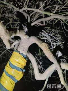 外山羽出叶子红色漂亮。