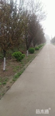 13公分紫叶李