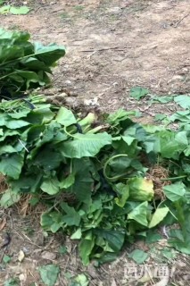 高度30厘米海芋