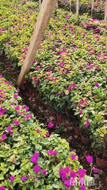 高度30厘米三角梅