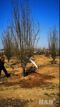 12公分西府海棠