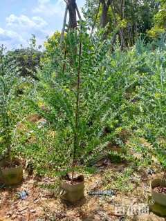 高度120厘米银叶金合欢