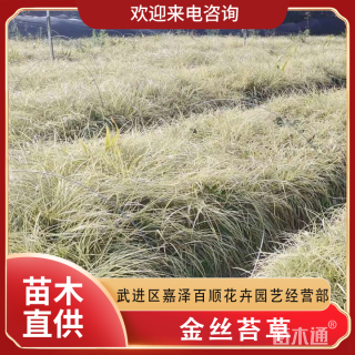 高度20厘米金丝苔草