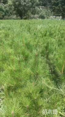 高度150厘米油松小苗