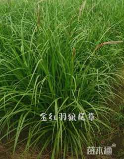 高度60厘米金红羽狼尾草
