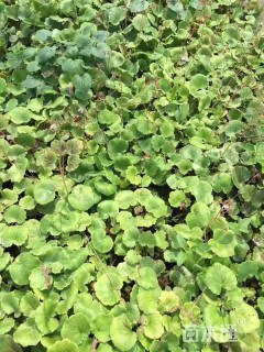 高度30厘米虎耳草