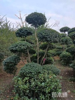 高度300厘米小叶女贞