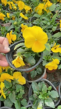 高度12厘米三色堇