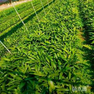 裸干高15厘米大叶棕竹