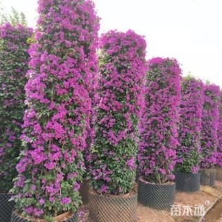 2公分造型三角梅