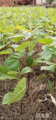 高度20厘米板栗小苗