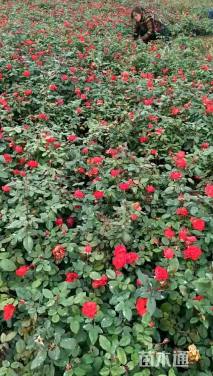 高度50厘米丰花月季