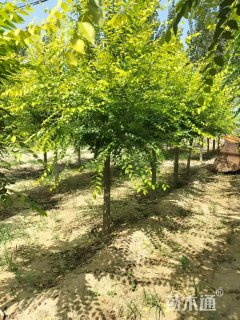 8公分中华金叶榆